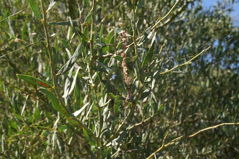 Nephila_ZZ304_D3423_Z_78_E. of Nuendah homestead_Australie.jpg